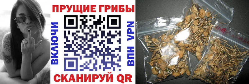 hydra вход где найти Томилино Псилоцибиновые грибы Magic Shrooms